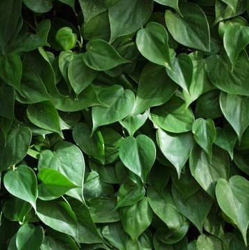 Philodendron scandens